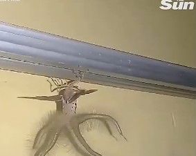 Sởn gai ốc khi nhìn thấy sinh vật kỳ quái trên trần nhà